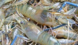 如何挑虾线视频,视频教程助你轻松烹饪美味虾